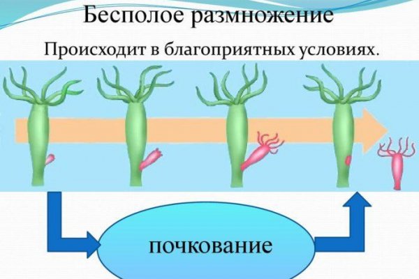 Kraken рабочее зеркало onion